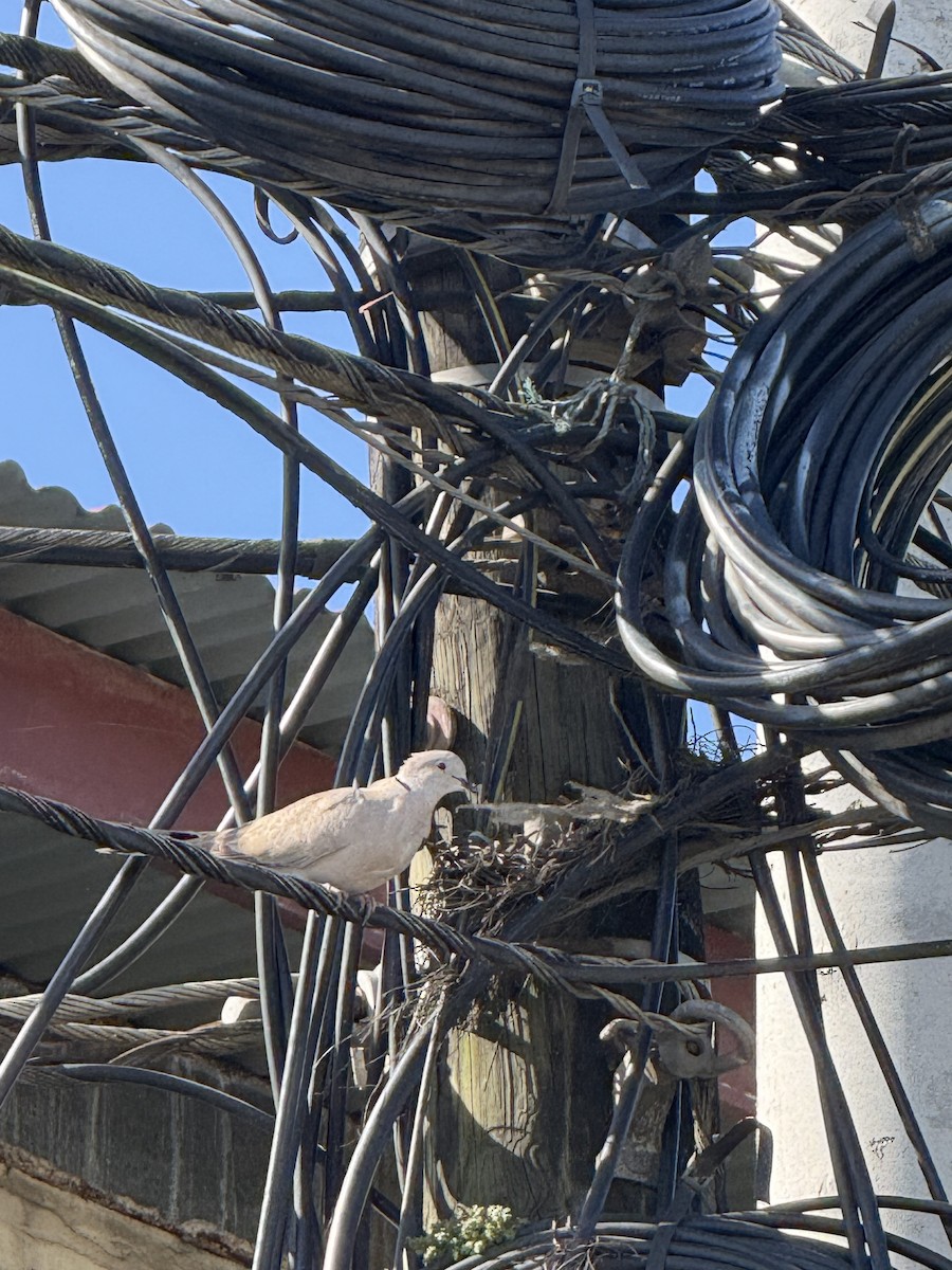 Tórtola Turca - ML647724067