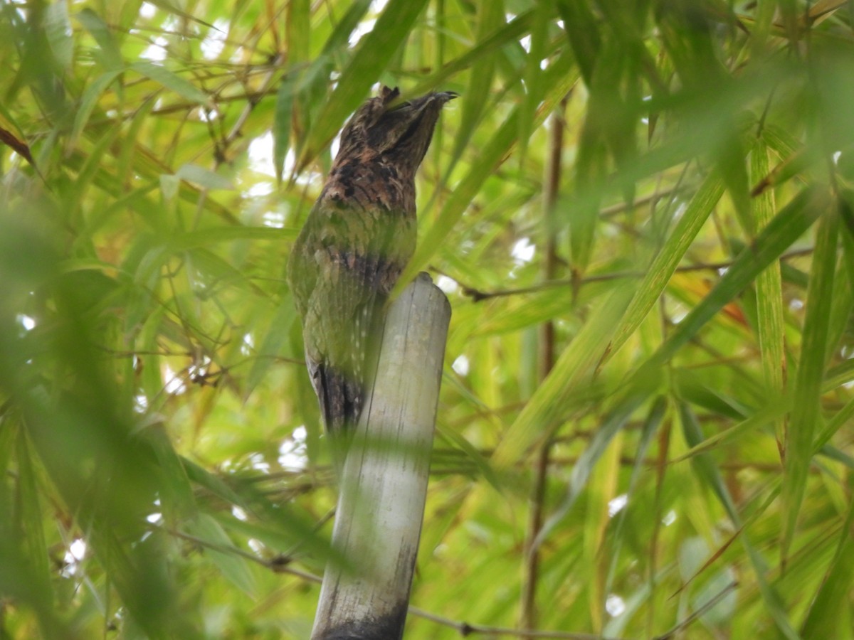 Nictibio Urutaú - ML647724069