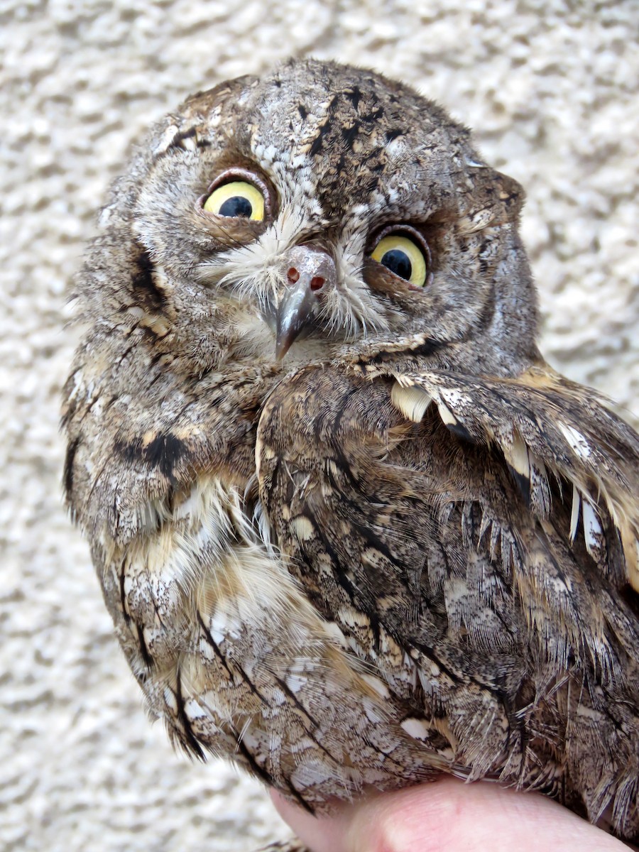 Autillo Europeo - ML647724072