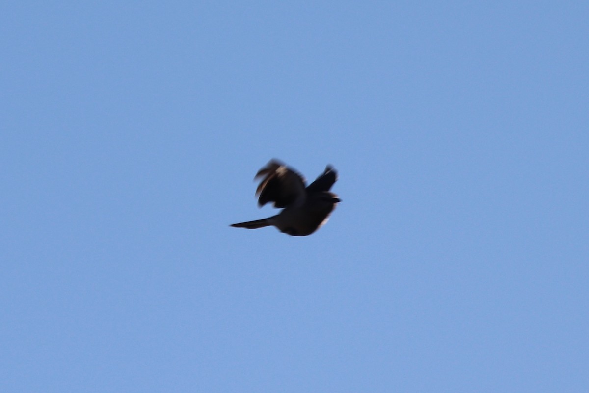 Sinsonte Norteño - ML647724074