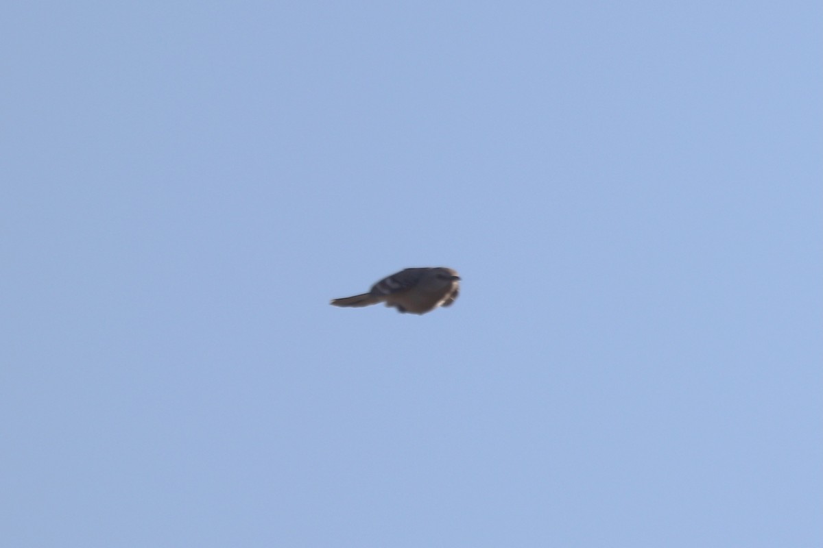 Sinsonte Norteño - ML647724075