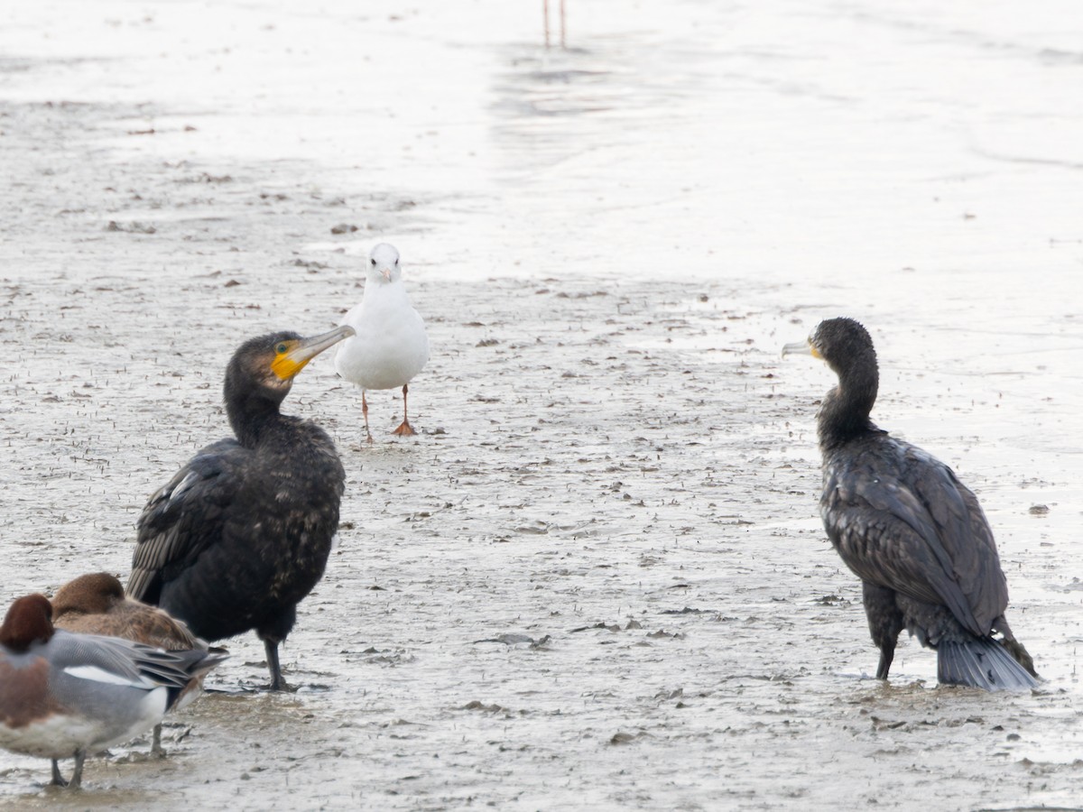 Cormorán Grande - ML647724077