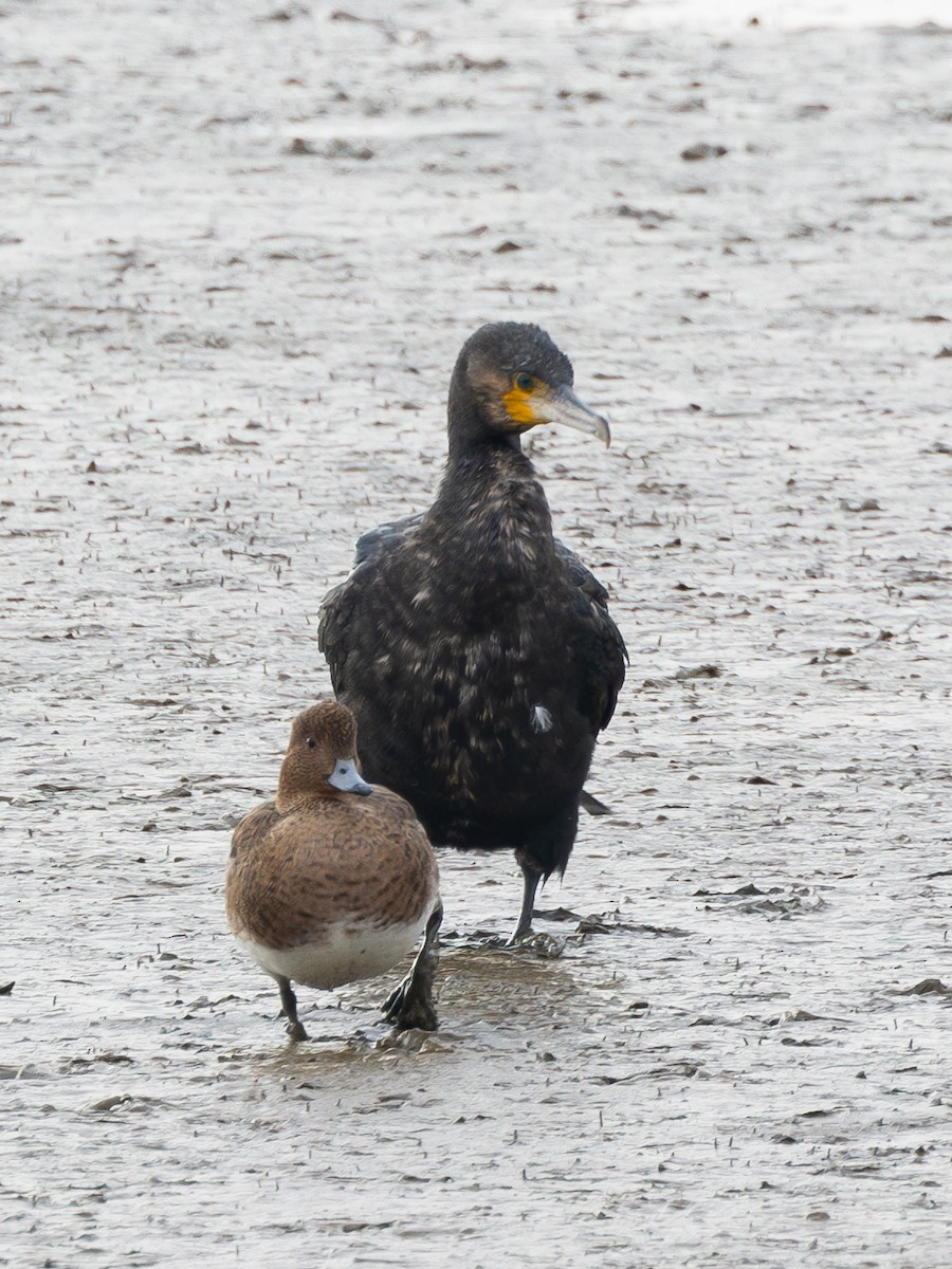 Cormorán Grande - ML647724082