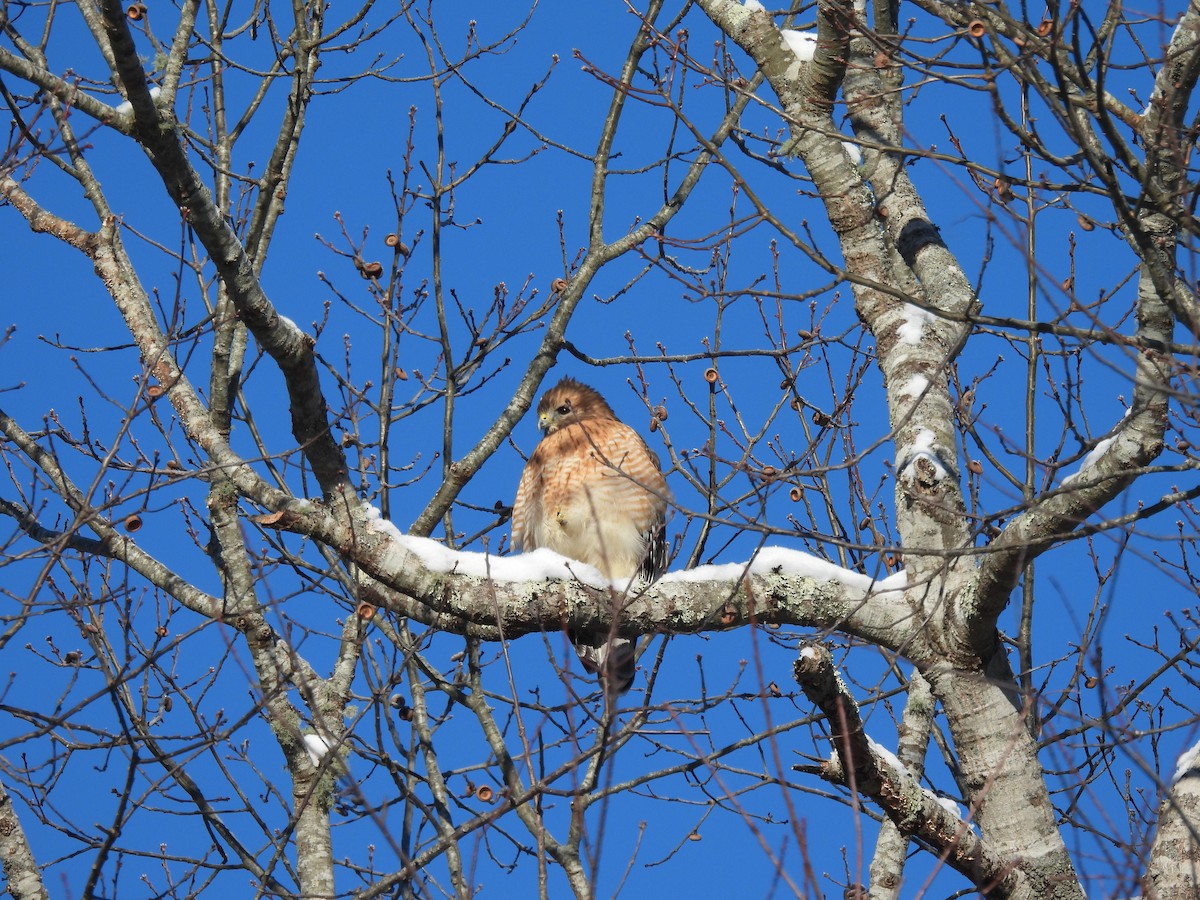 Busardo Pechirrojo - ML647724083