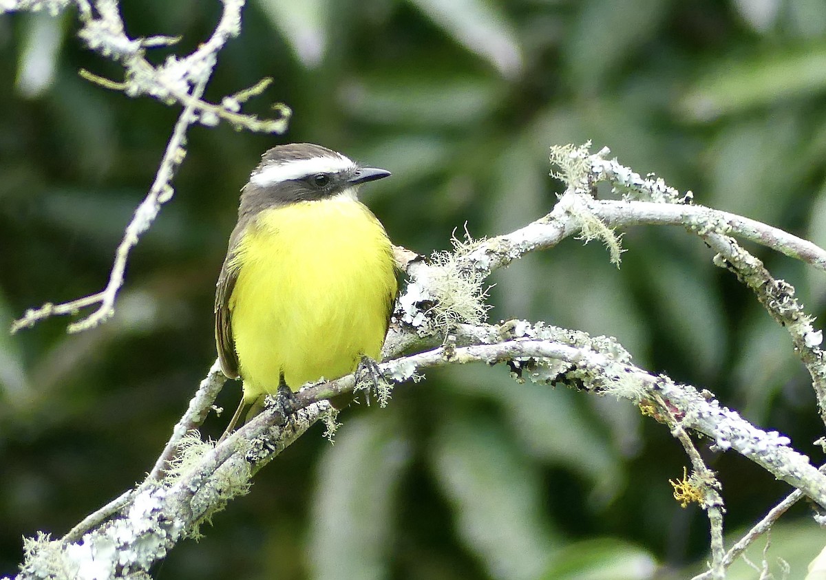 Bienteveo Alicastaño - ML647724085