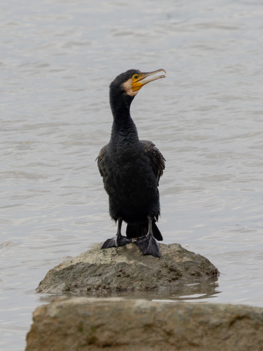 Cormorán Grande - ML647724086