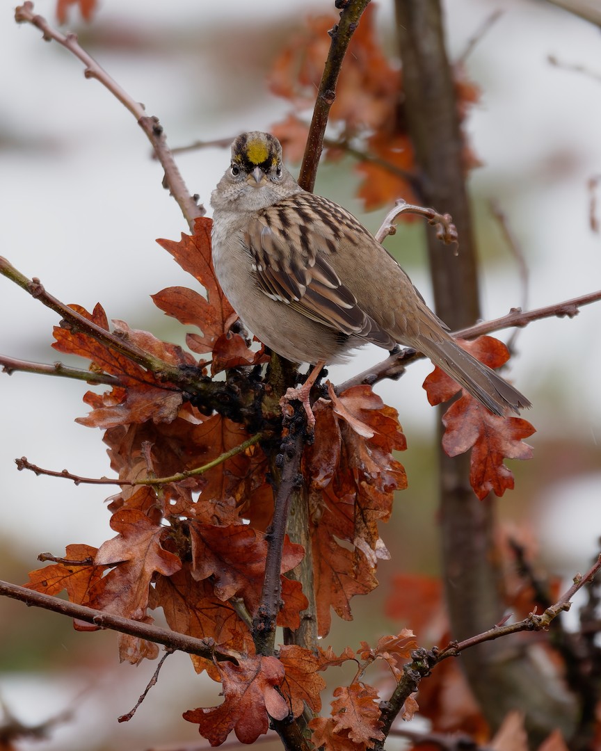 Chingolo Coronidorado - ML647724087