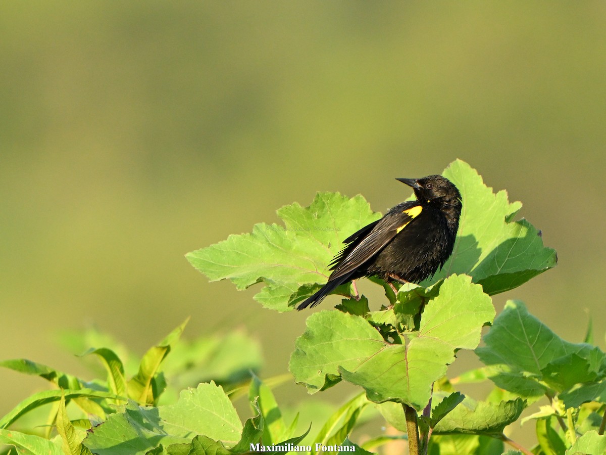 Yellow-winged Blackbird - ML647724090