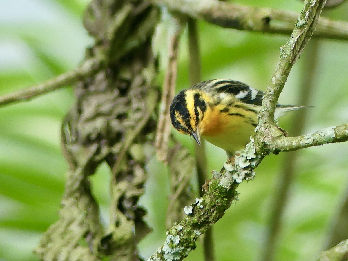 Reinita Gorjinaranja - ML647724091