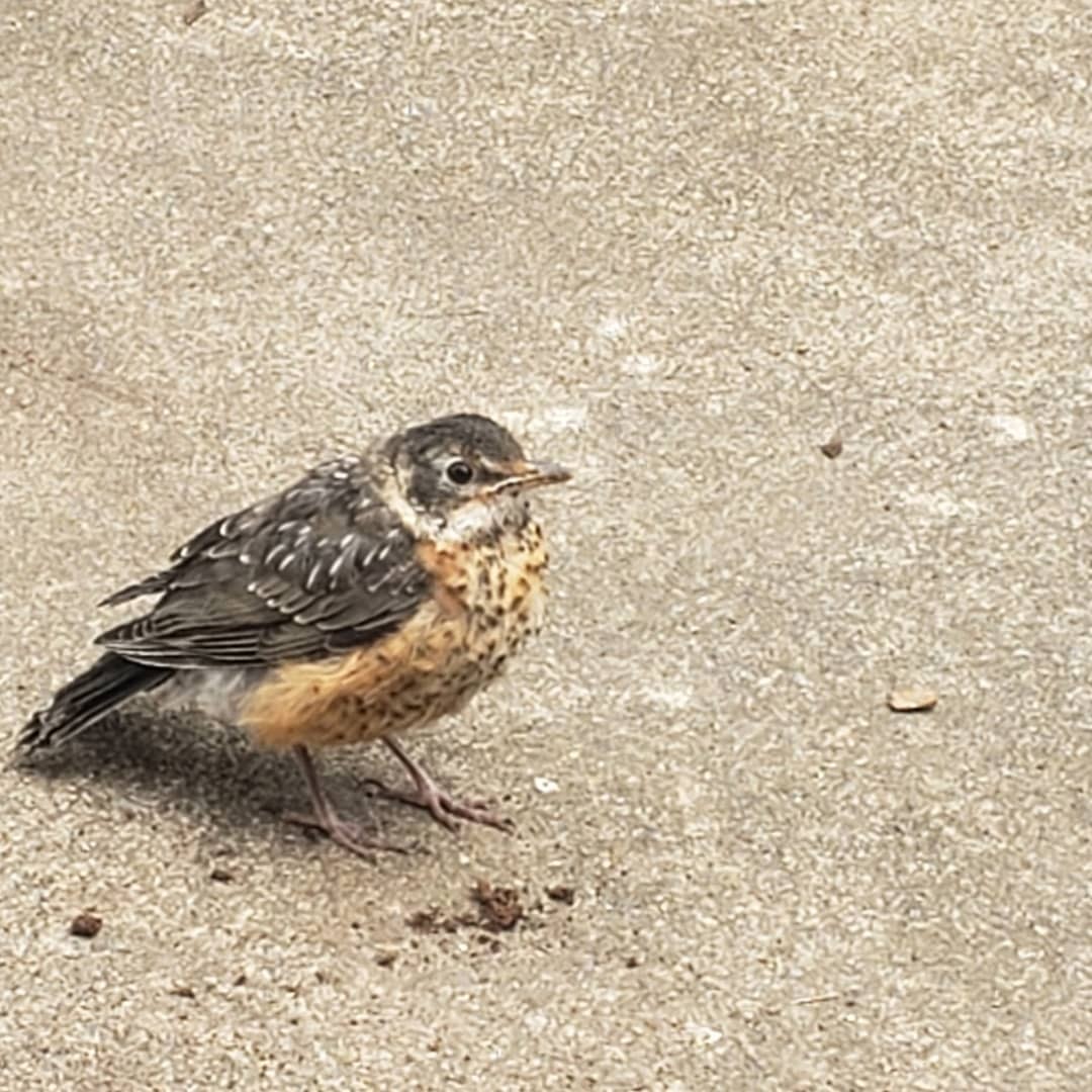 Zorzal Americano - ML647724093