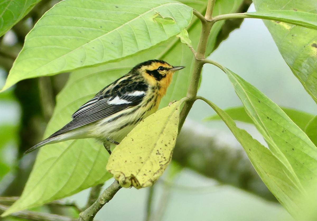 Blackburnian Warbler - ML647724096