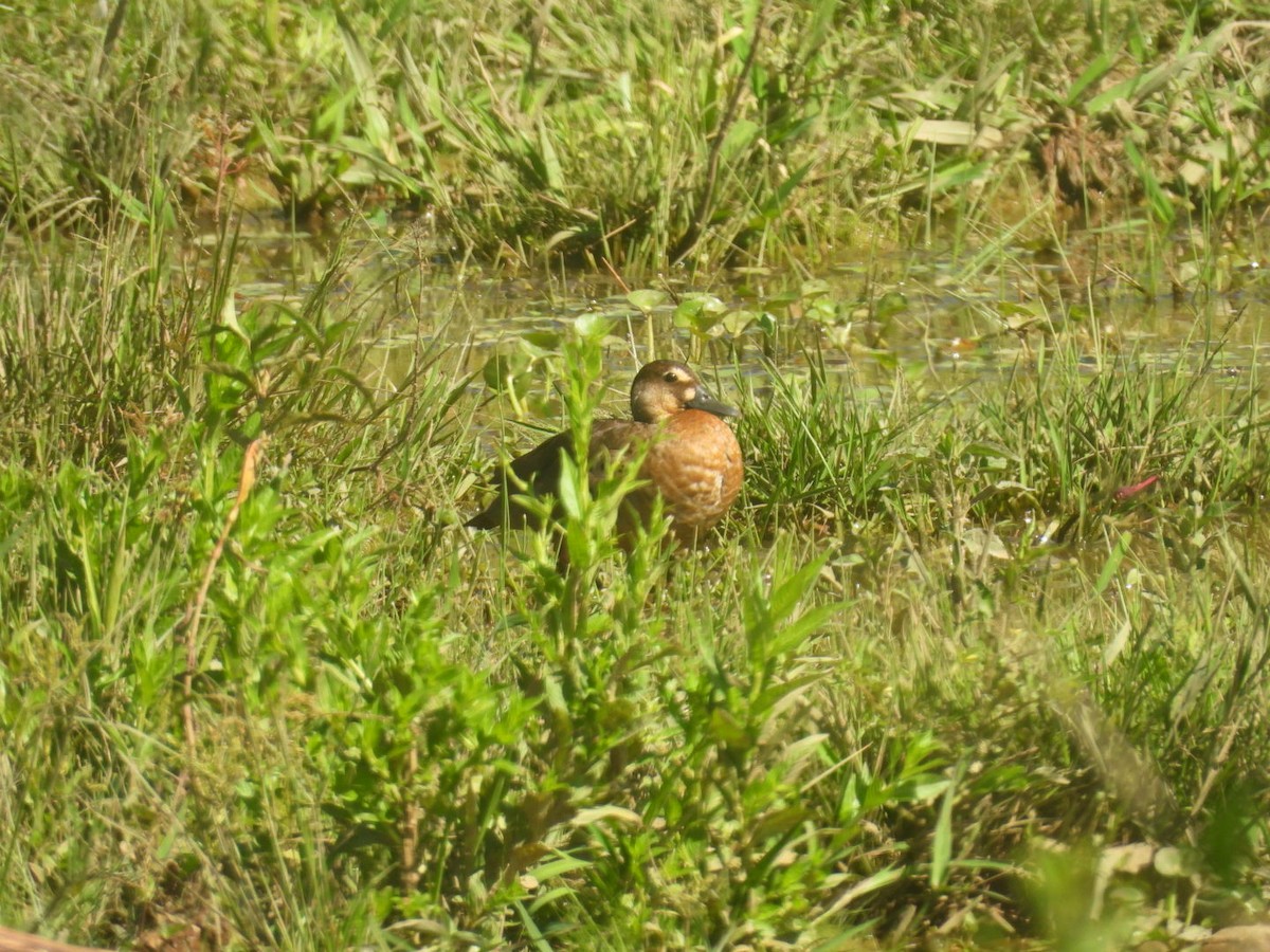 Brazilian Teal - ML647724102