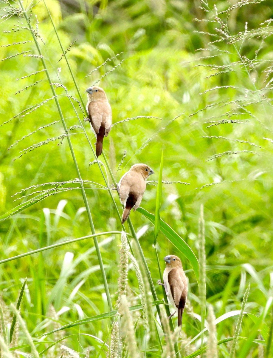 アフリカギンバシ - ML647724120