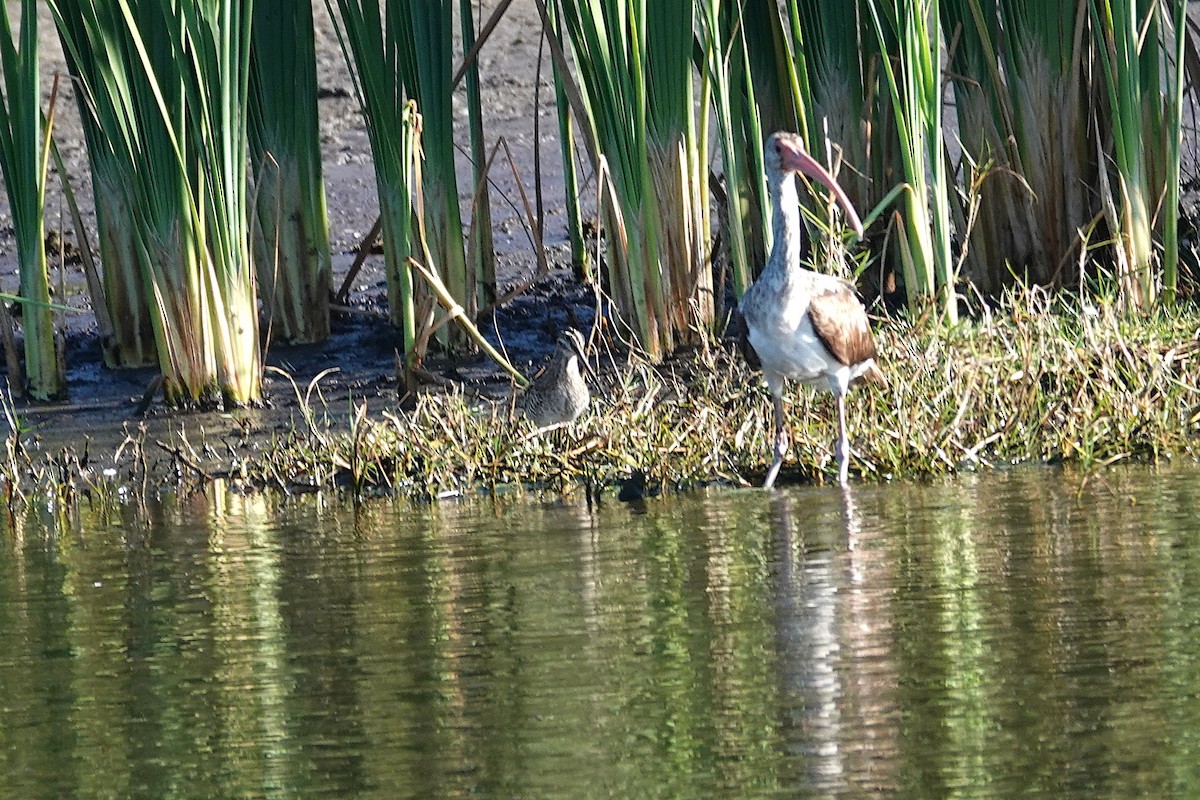 Wilson Suçulluğu - ML647724160