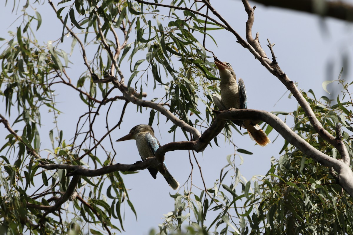 Blue-winged Kookaburra - ML647724162