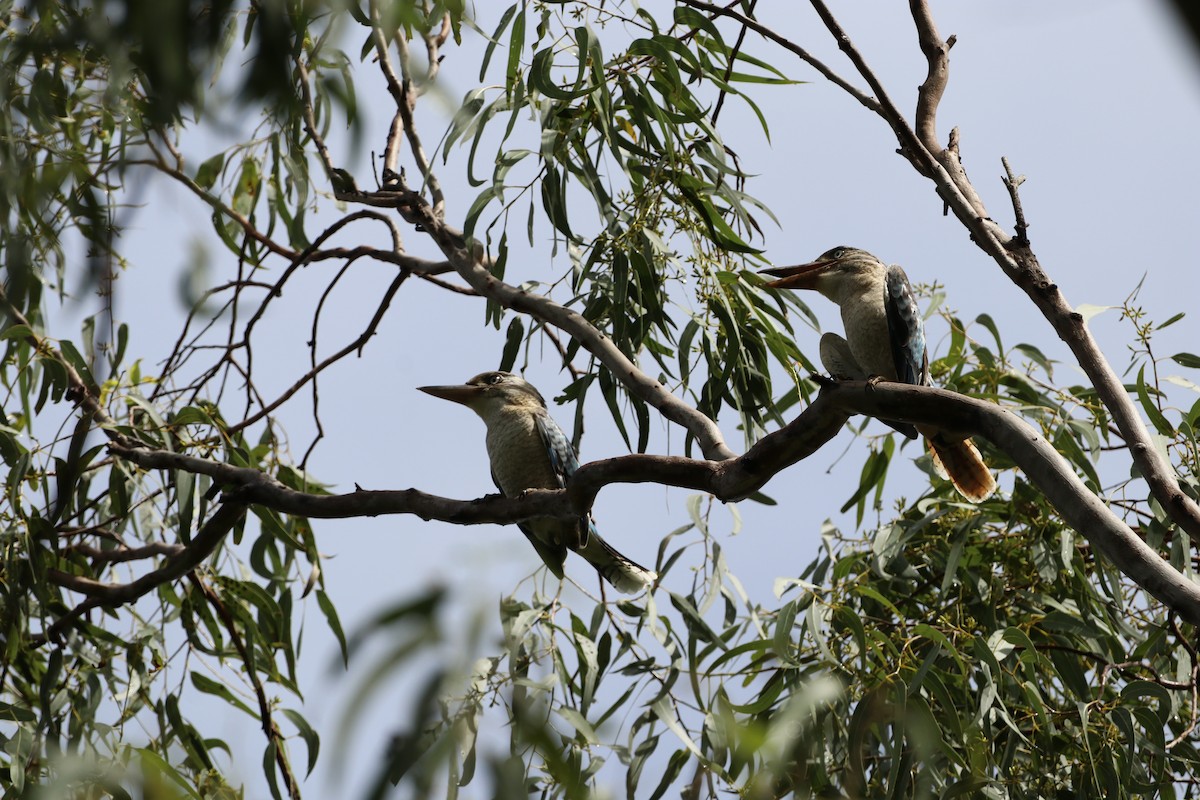 Blue-winged Kookaburra - ML647724163
