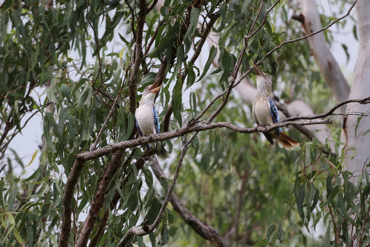 Blue-winged Kookaburra - ML647724164