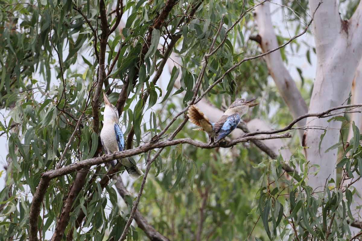 Blue-winged Kookaburra - ML647724165