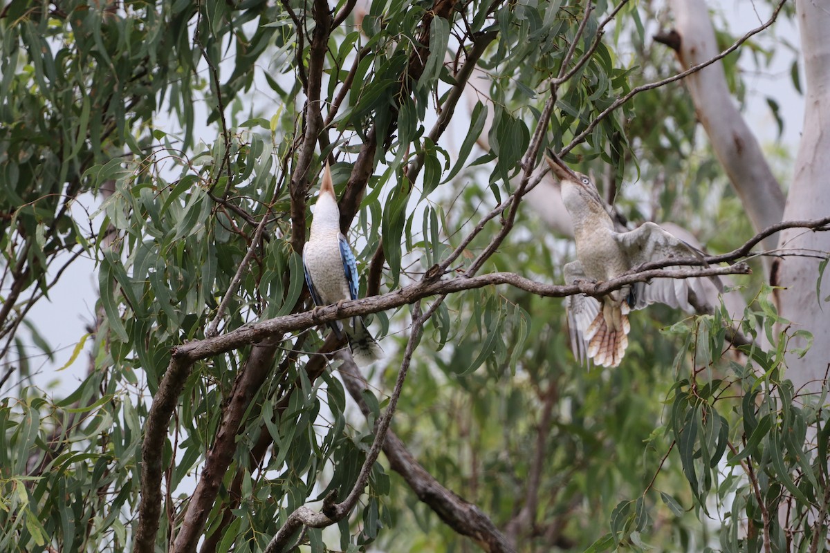 Blue-winged Kookaburra - ML647724166