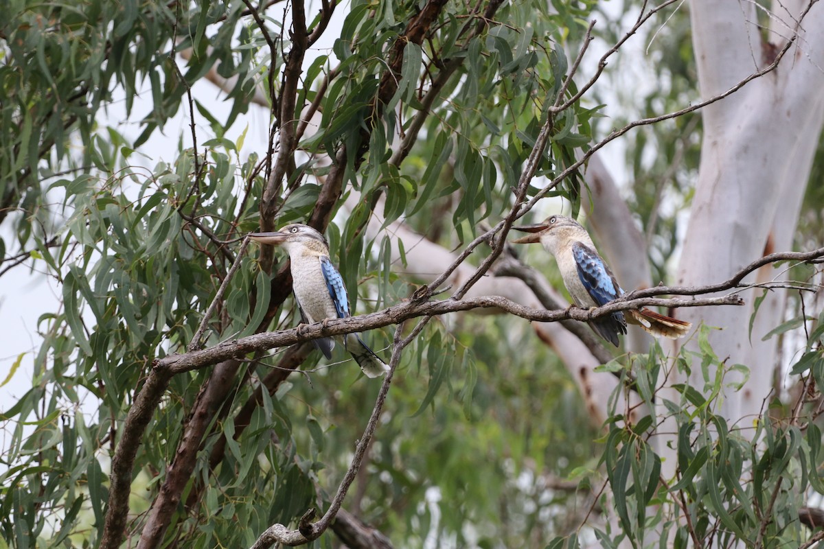 Blue-winged Kookaburra - ML647724167
