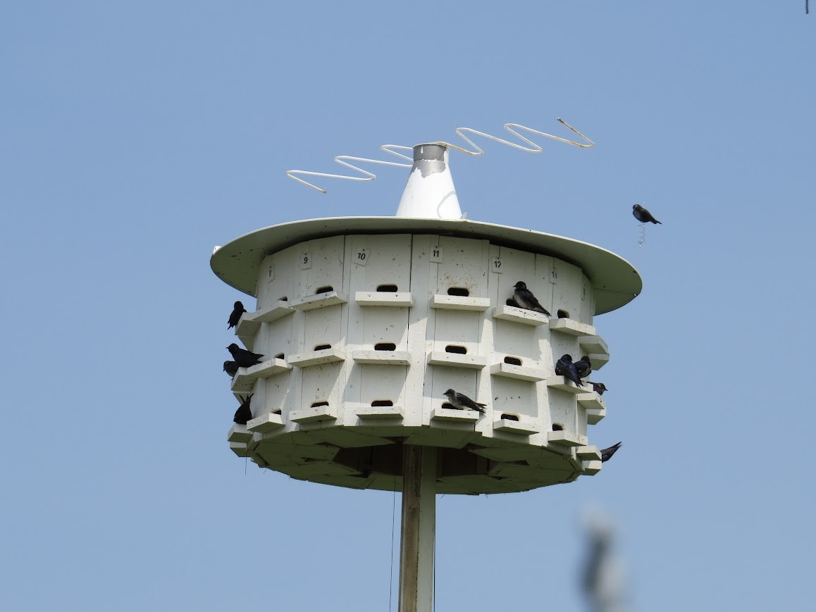 Purple Martin - ML647724170