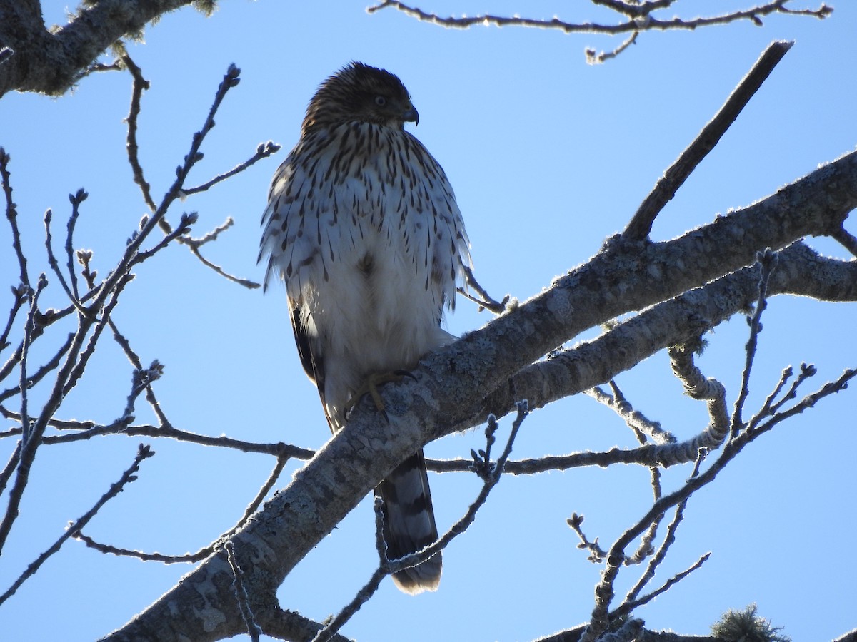 Cooper's Hawk - ML647724177