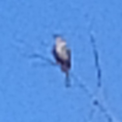 drozd brávník - ML647724191