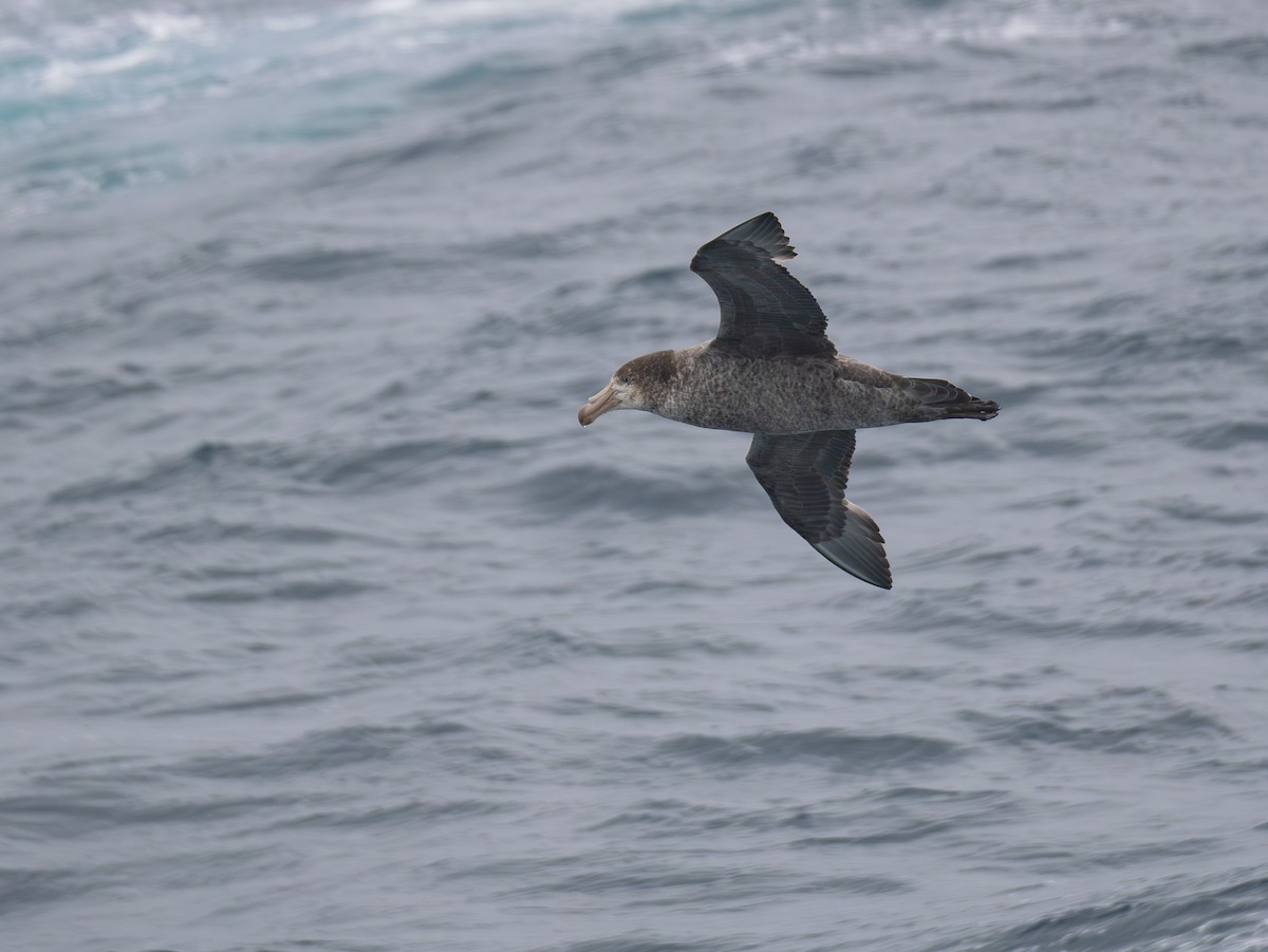 Kuzey Dev Fırtınakuşu - ML647724193