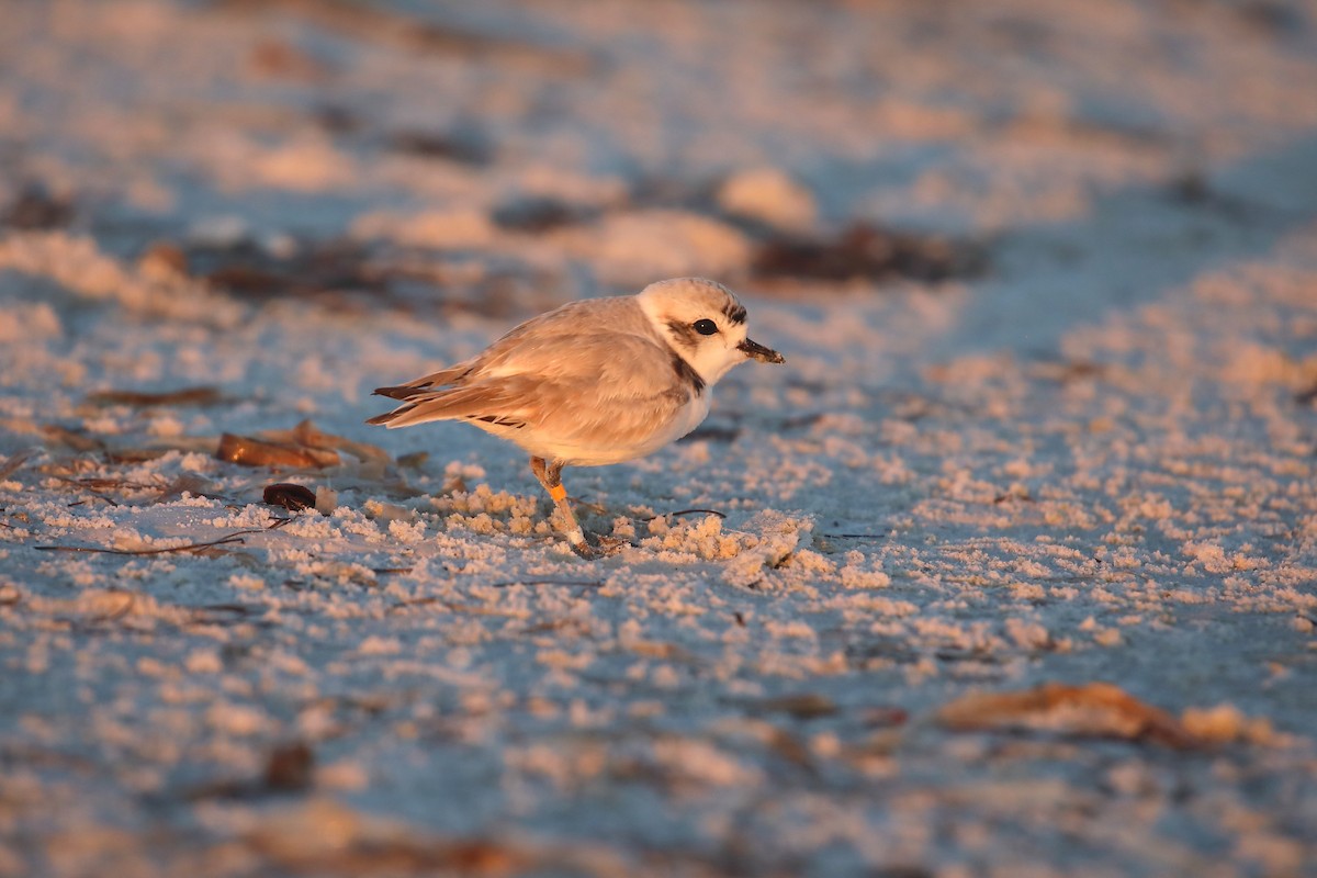 Snowy Plover - ML647724205