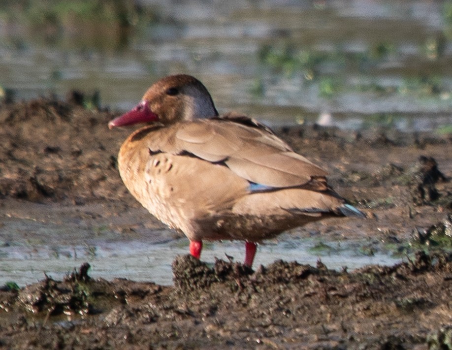 Brazilian Teal - ML647724224