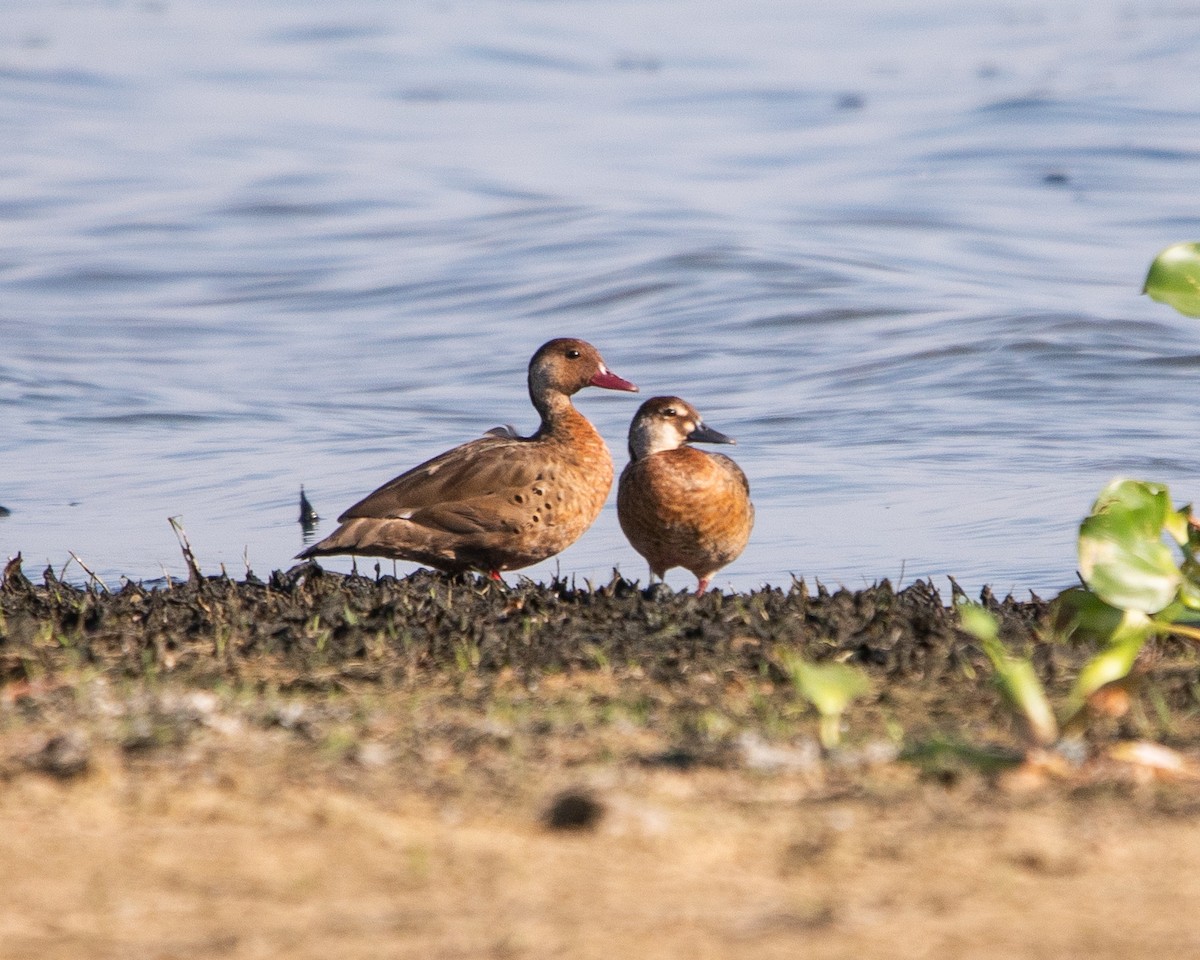 Brazilian Teal - ML647724225