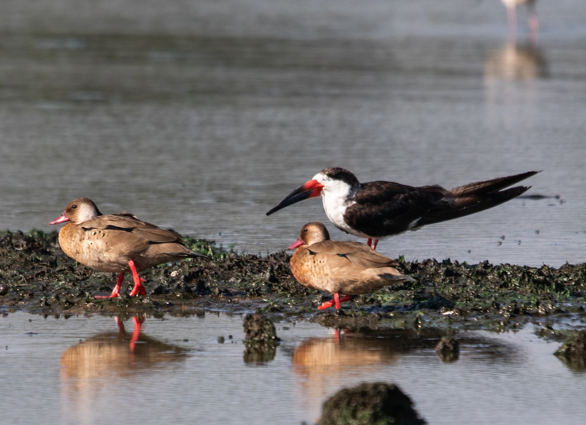 Brazilian Teal - ML647724227