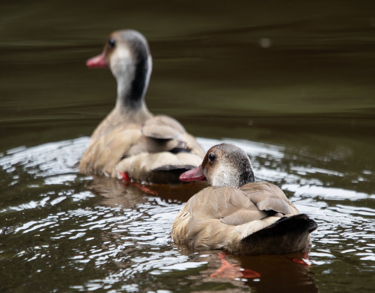 Brazilian Teal - ML647724229