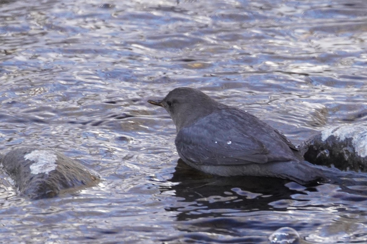 gråfossekall - ML647724236