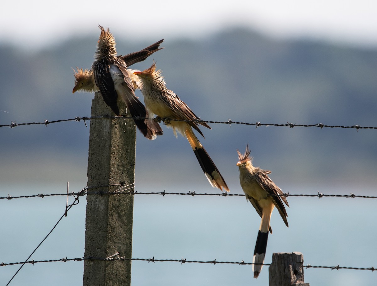 Guira Guguğu - ML647724247