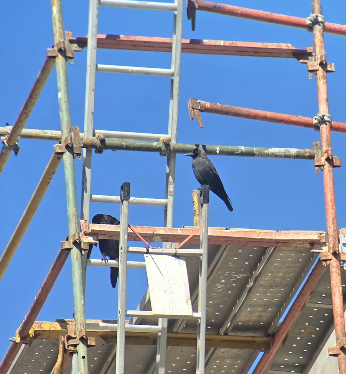 House Crow - ML647724272
