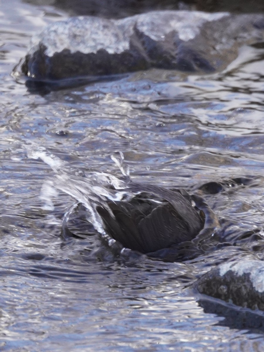 gråfossekall - ML647724281