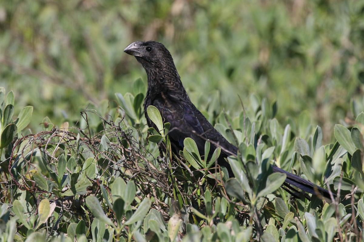 glattnebbani - ML647724283