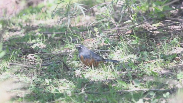 Rufous-bellied Mountain Tanager - ML647724294