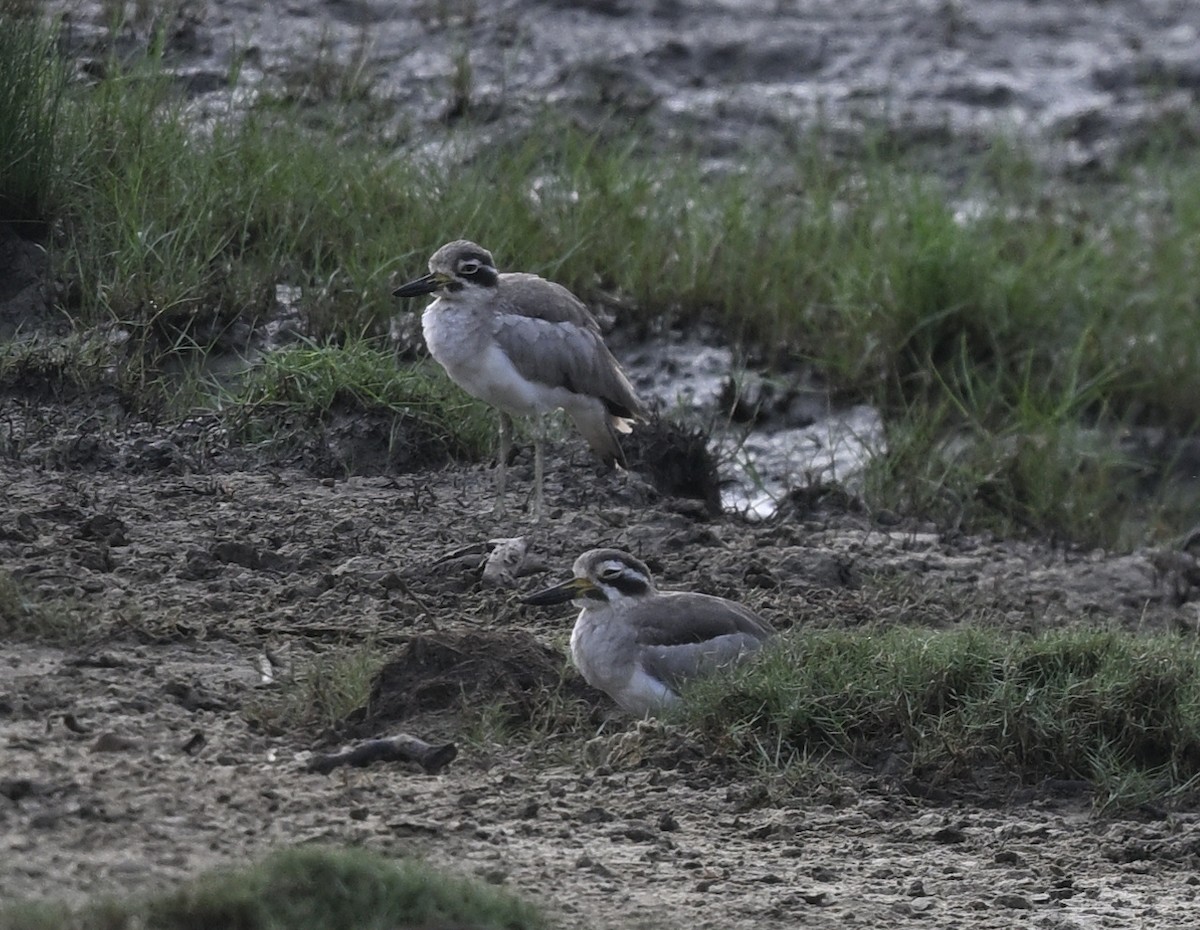 Great Thick-knee - ML647724304