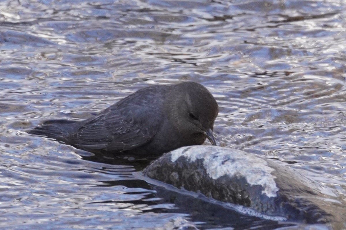 gråfossekall - ML647724328