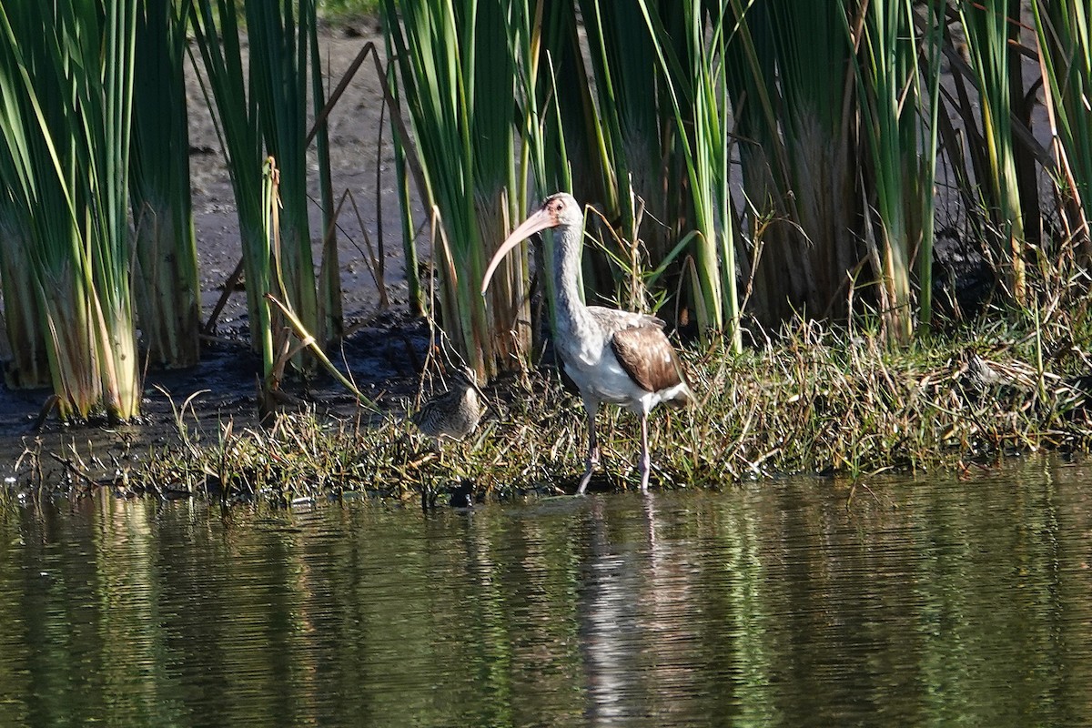 Corocoro Blanco - ML647724332