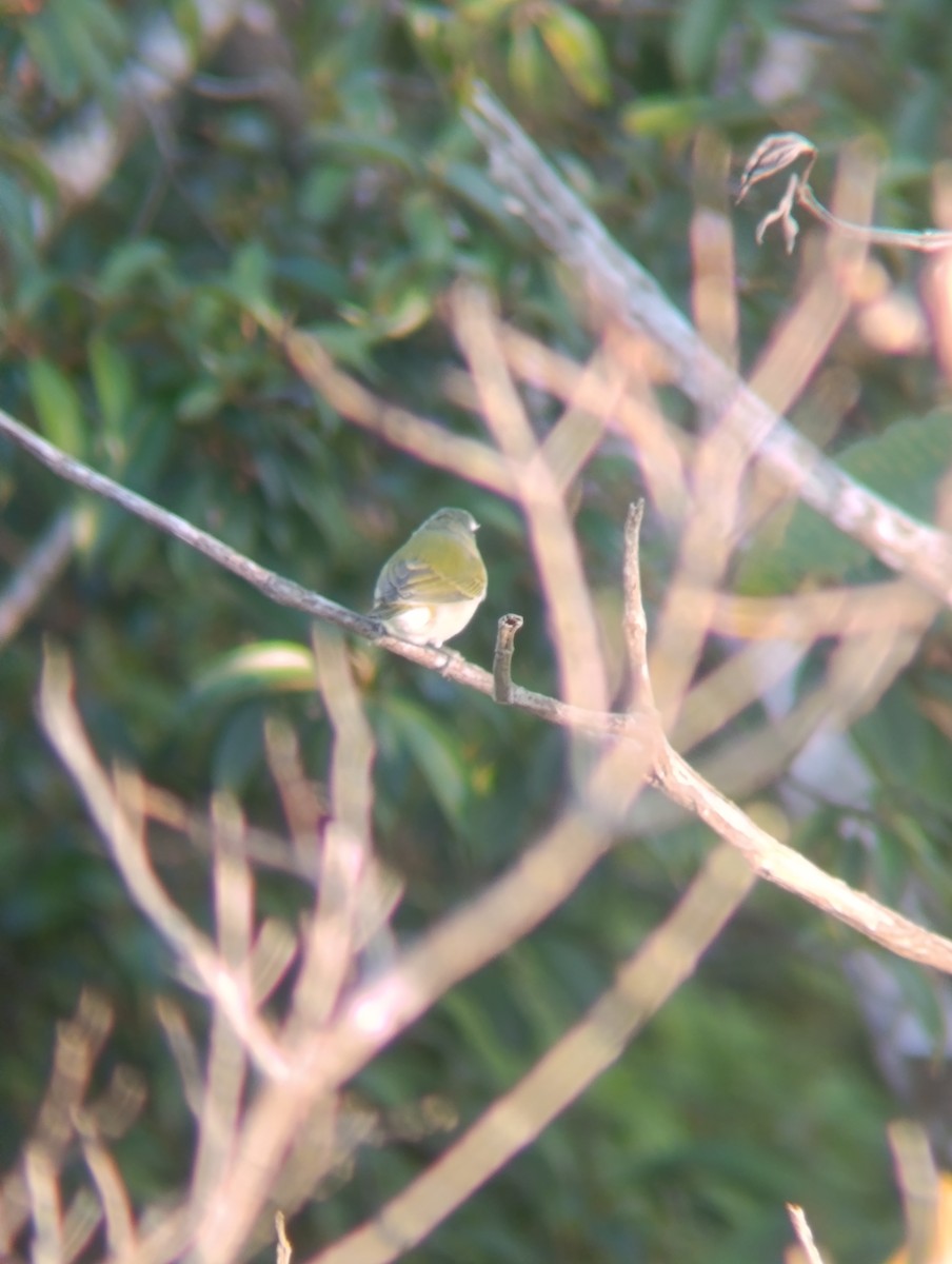 Tennessee Warbler - ML647724338