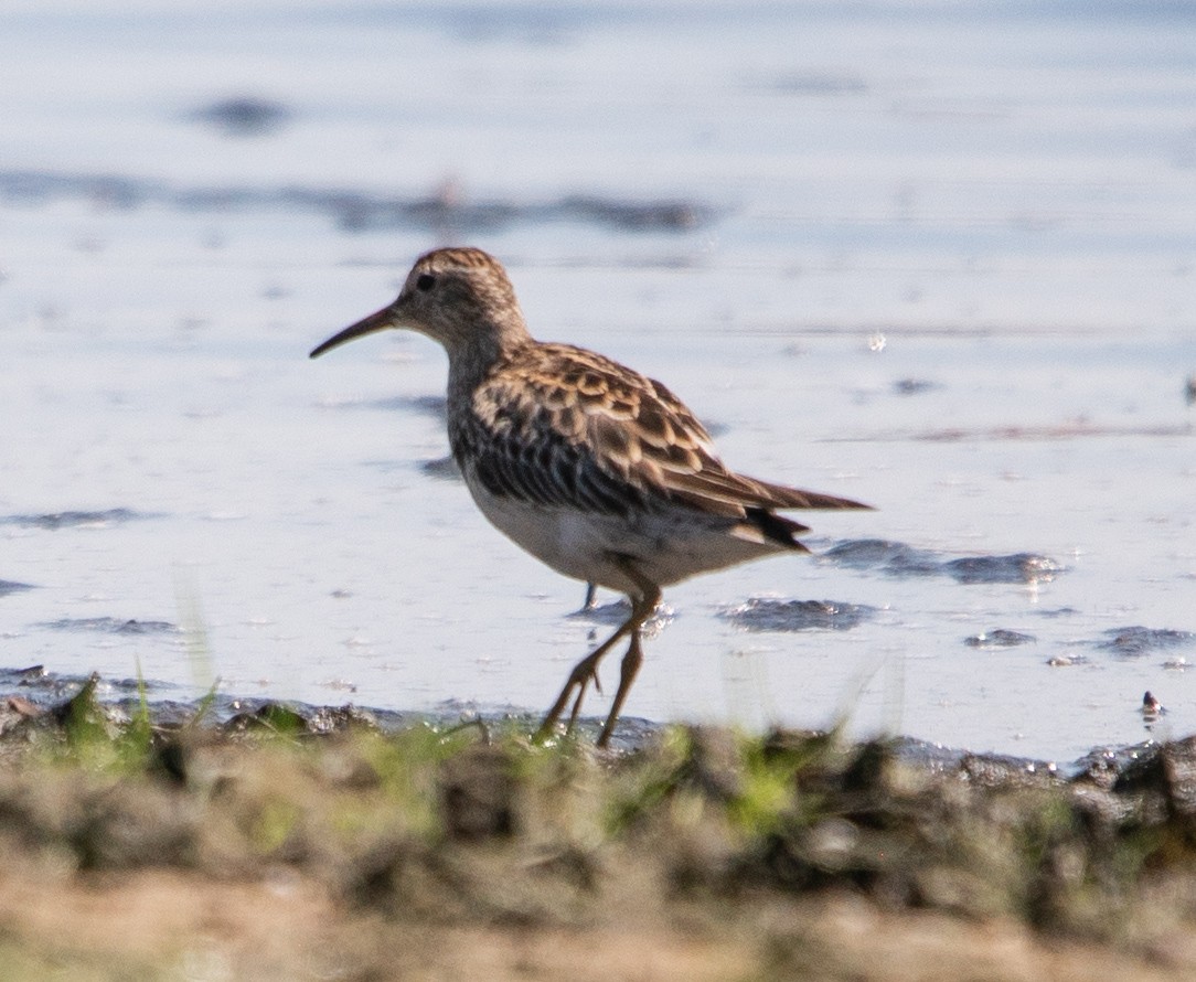 jespák skvrnitý - ML647724356