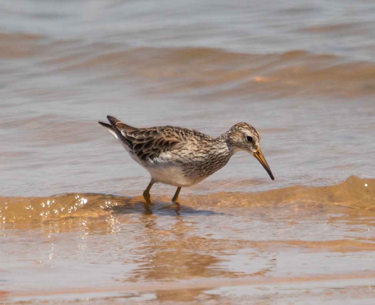 jespák skvrnitý - ML647724357