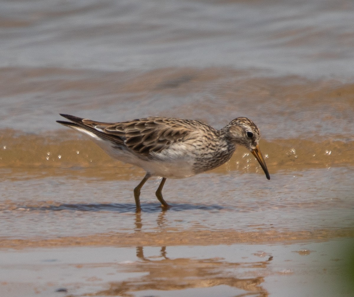 jespák skvrnitý - ML647724358