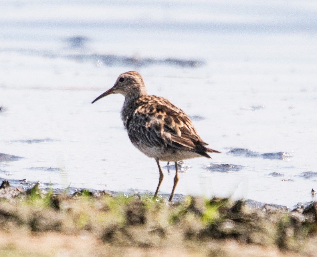 jespák skvrnitý - ML647724359