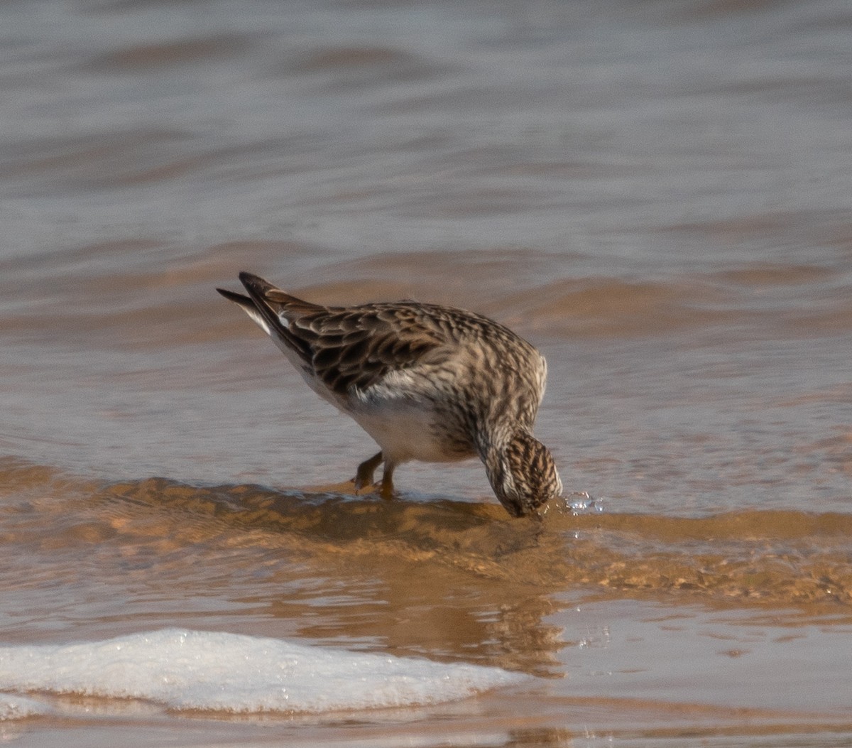 jespák skvrnitý - ML647724360