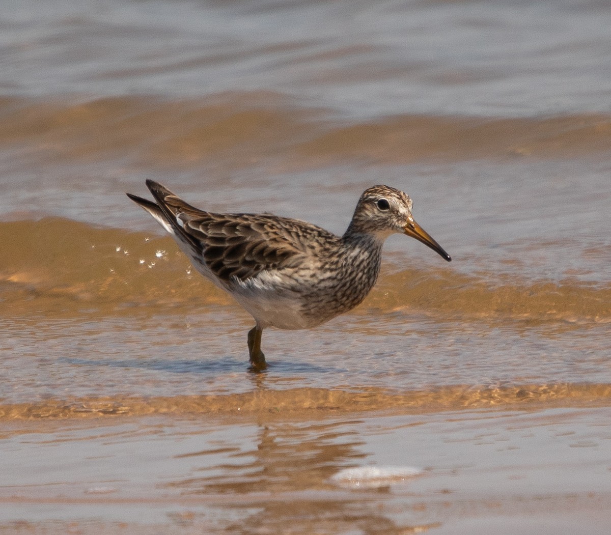 jespák skvrnitý - ML647724361