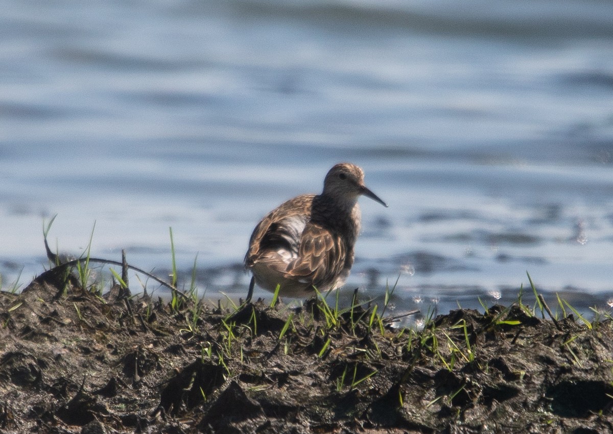 jespák skvrnitý - ML647724362